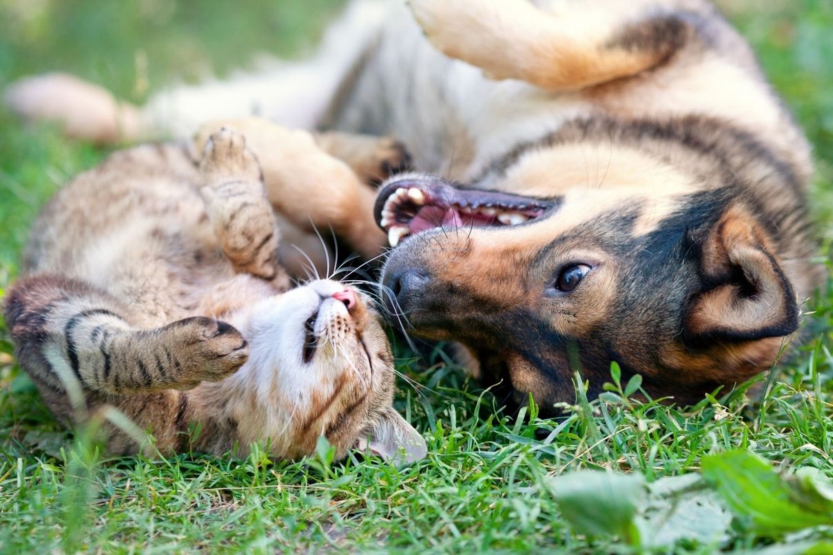 Ein verspielter Hund und eine Katze, die im Gras spielen