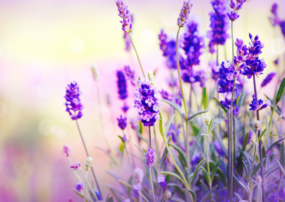 Nahaufnahme von Lavendelblüten