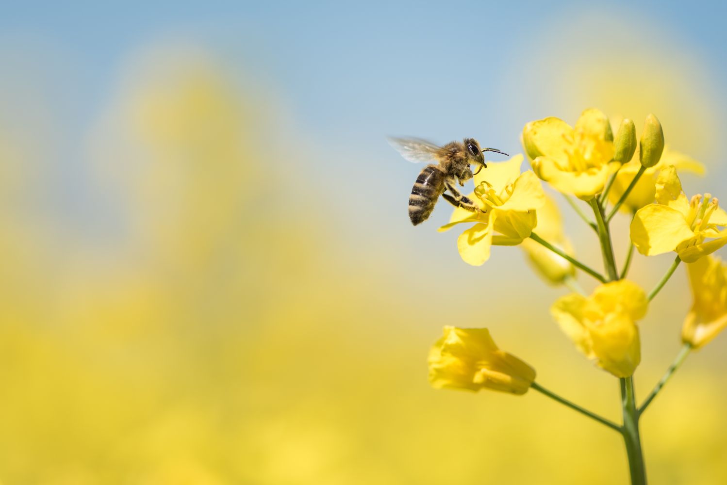 Nahaufnahme eine Biene auf einer gelben Blüte